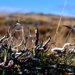 2018-11 Scotland/Glenuig/DSC_7093.JPG